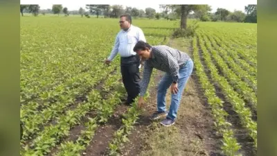 Samastipur news: सोयाबीन की खेती कर ज्यादा मुनाफा लें किसान : डाॅ तिवारी