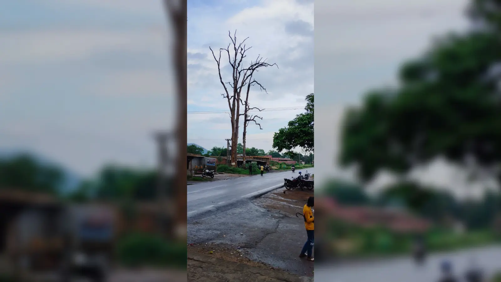 सूखे पेड़ दे रहे हैं दुर्घटना को आमंत्रण
