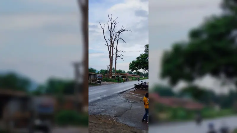 सूखे पेड़ दे रहे हैं दुर्घटना को आमंत्रण