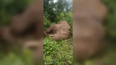 दारू में 15 दिन से हाथी बीमार, आज जमशेदपुर से आयेंगे डॉक्टर, करेंगे इलाज