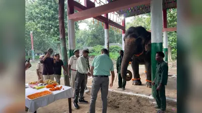 विश्व हाथी दिवस पर वीटीआर के हाथियों को निदेशक ने किया स्वागत