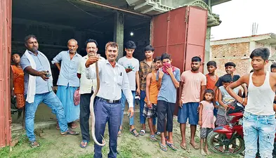 फुलवरिया के एक घर में निकले तीन कोबरा सांपों को रेस्क्यू टीम ने पकड़ा