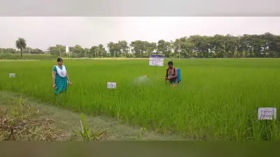 धान की फसल में उर्वरकों का प्रबंधन जरूरी : वैज्ञानिक