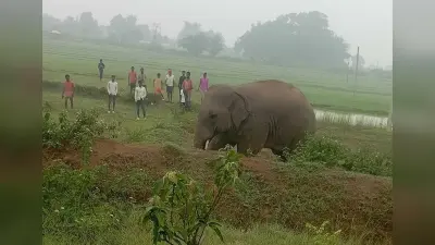 हाथी के पटकने से एक व्यक्ति घायल