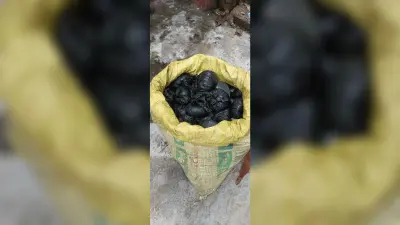 कोसी नदी में डूबने से चार वर्षीय बच्चे की मौत, एसडीआरएफ ने बरामद की शव