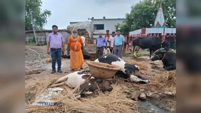 मंदिर परिसर में गिरा तार, करंट से तीन मवेशी मर
