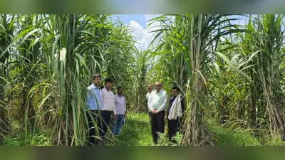 गन्ना विकास पदाधिकारियों ने बेहतर गन्ना फसल प्रबंधन के लिए किया प्रेरित