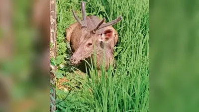 रेस्क्यू के दौरान सांभर की ह्रदय गति रुकने से मौत