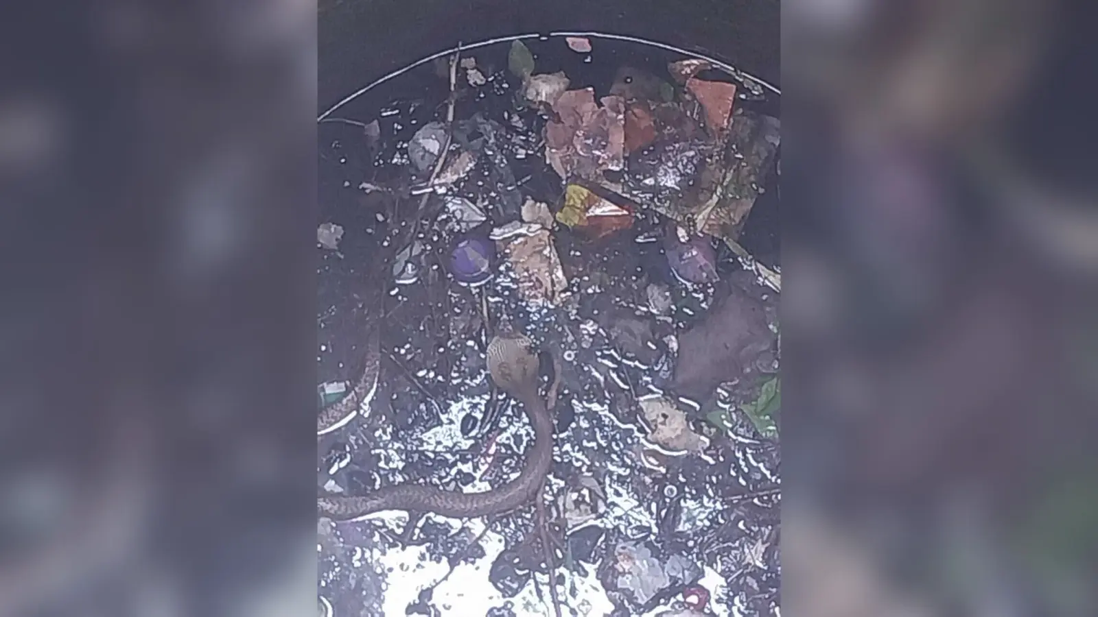कुएं में गिरे सांप की सूचना पर वनकर्मी ने रेस्क्यू कर डब्बे में किया बंद