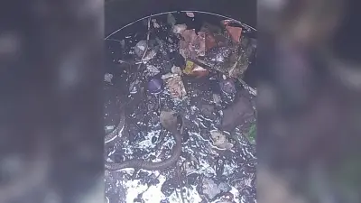 कुएं में गिरे सांप की सूचना पर वनकर्मी ने रेस्क्यू कर डब्बे में किया बंद