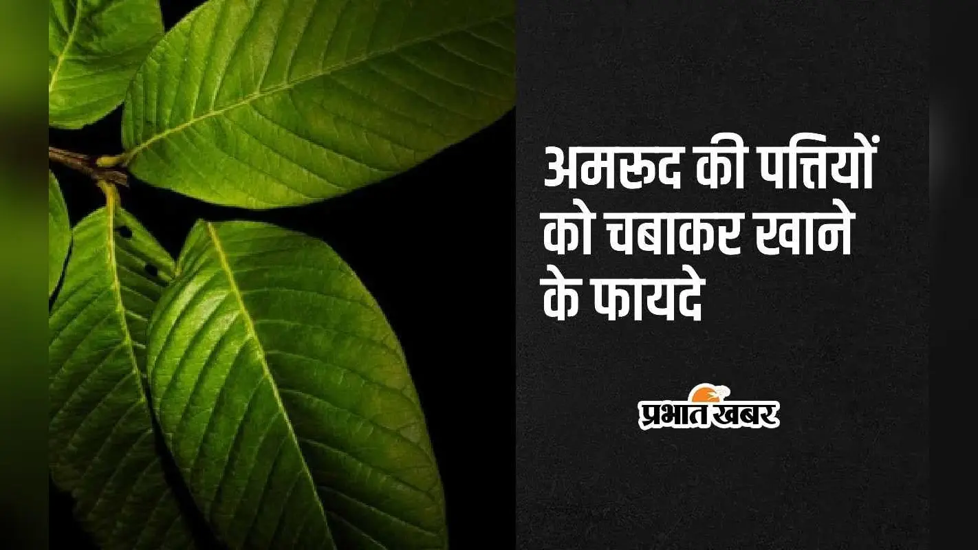 Guava Leaves Benefits: अमरूद की पत्तियों को चबाकर खाने के ये हैं 5 सबसे अद्भुत फायदे