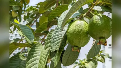 benefits of guava leaf: अमरूद के पत्तों में हैं कई गुणकारी फायदें