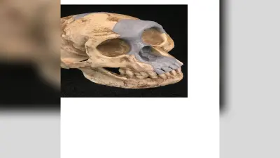 World News: Fossil revelation: इंडोनेशिया में रहते थे छोटे कद के मानव, जानिए कितनी थी उनकी height