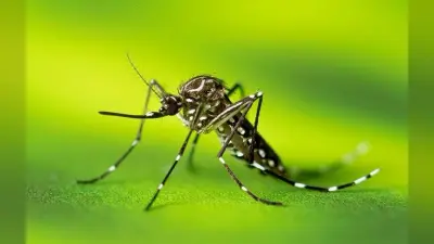 World Mosquito Day 2024: 20 अगस्त को मनाया जाता है इस दिन को, क्या है खास वजह, जानें हर सवाल का जबाब