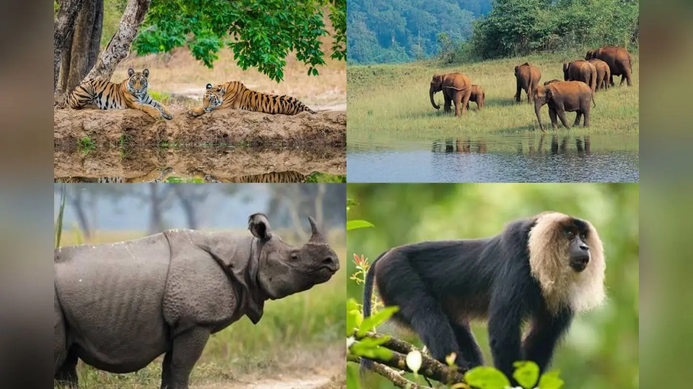 Must visit National Parks: मॉनसून में बेहद आकर्षक दिखता है इन राष्ट्रीय उद्यानों का नजारा