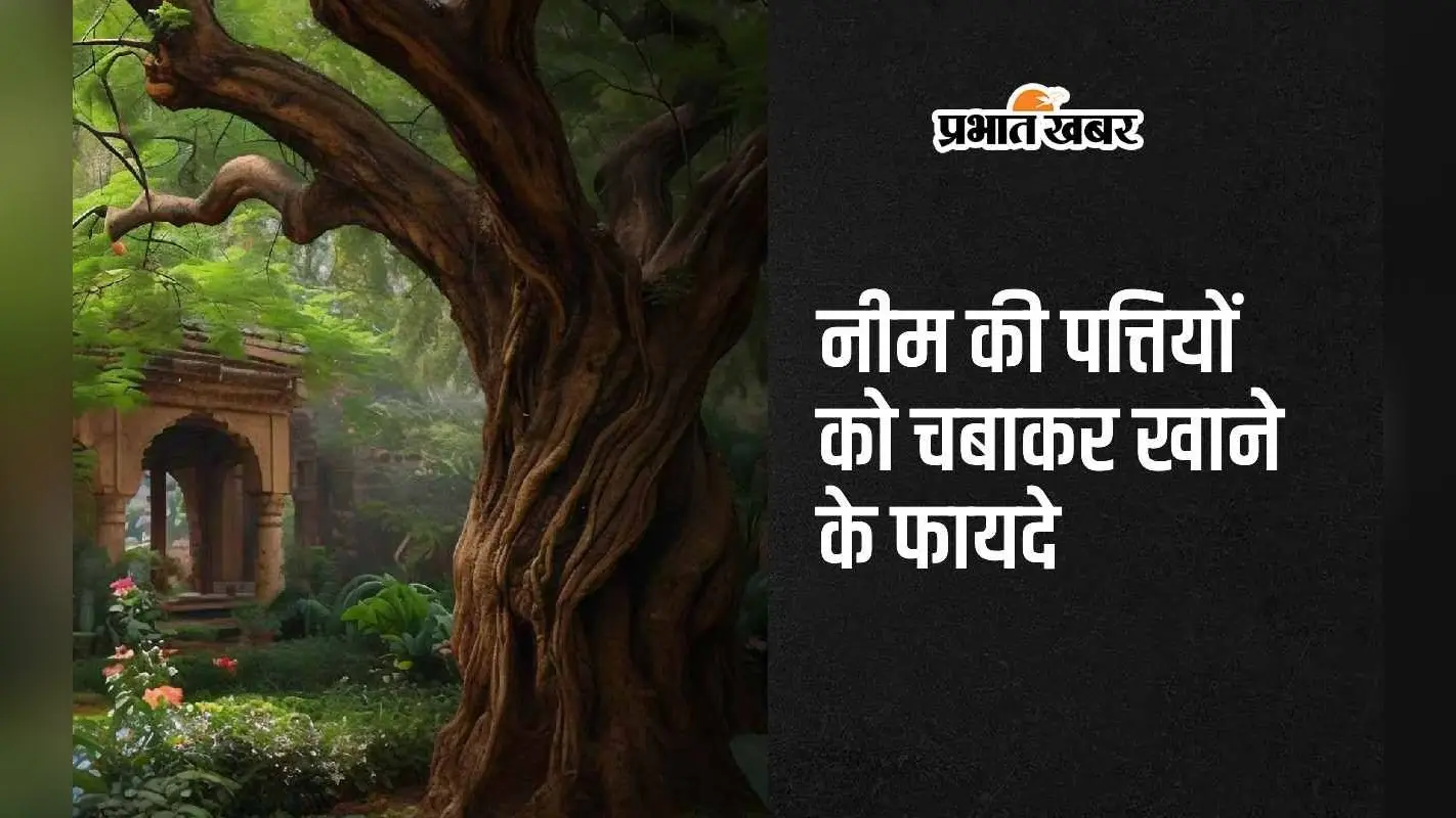 Neem Benefits: नीम की पत्तियों को चबाकर खाने के 5 अद्भुत फायदे