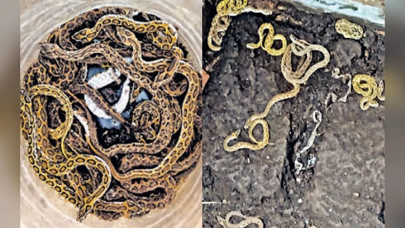 भागलपुर में गर्ल्स हॉस्टल से निकले 42 खतरनाक रसेल वाइपर, सांप बिलों से निकलकर घरों में घुस रहे