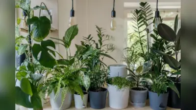 Monsoon Tips for Garden:मानसून में पौधों की ऐसे करे देखभाल, पौधे रहेंगे स्वस्थ