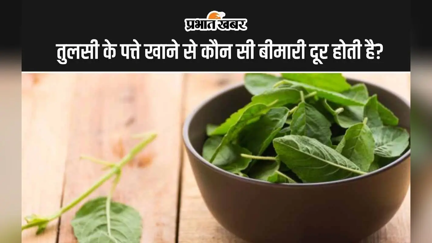 Tulsi Leaves Benefits: तुलसी के पत्ते खाने से कौन सी बीमारी दूर होती है?