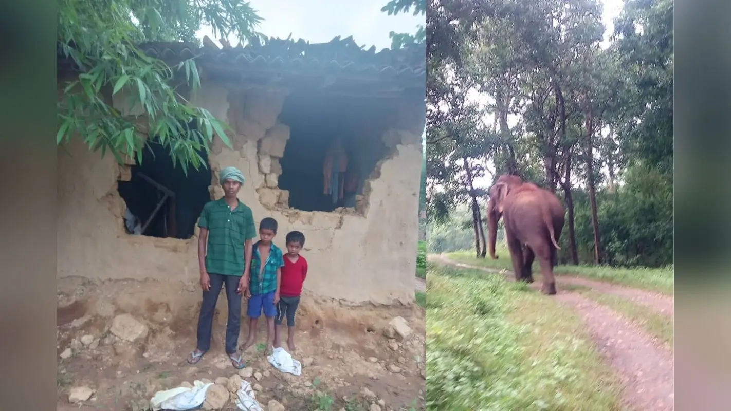 Ranchi News: चान्हो में जंगली हाथियों का आतंक, घरों को तोड़कर खा जा रहे अनाज