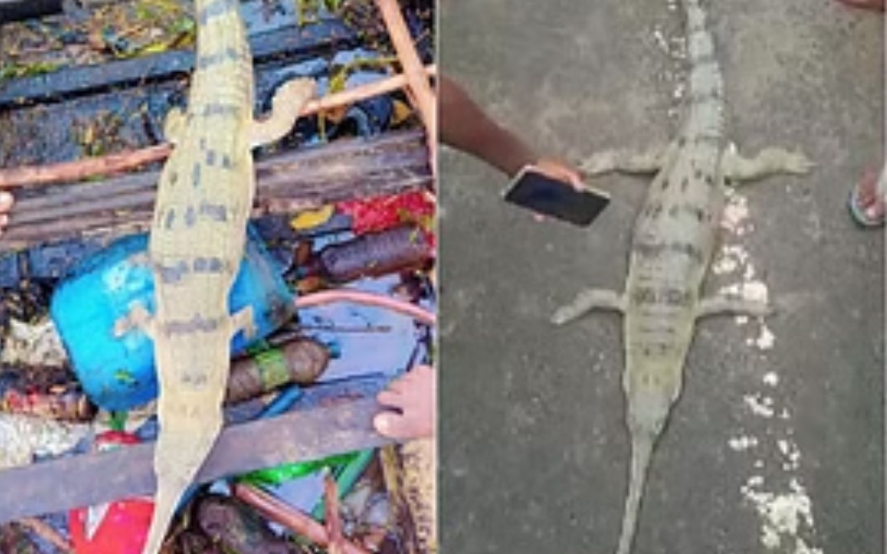 Crocodile: बिहार के बाढ़ प्रभावित घरों में घुस रहे जहरीला सांप और मगरमच्छ, जब सोए बच्चे की पड़ी घड़ियाल पर नजर…