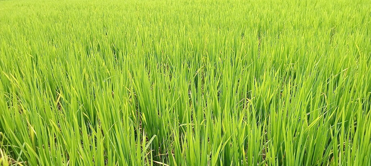 Purnia News : भादो में बादल से पानी नहीं, किसानों की पेशानी से टपक रहा पसीना