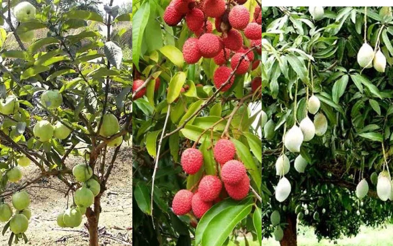 Bihar News: आम-लीची और अमरूद के पेड़ पर स्प्रे के लिए किसानों को मिलेगा अनुदान, जानें आप कैसे ले सकेंगे लाभ
