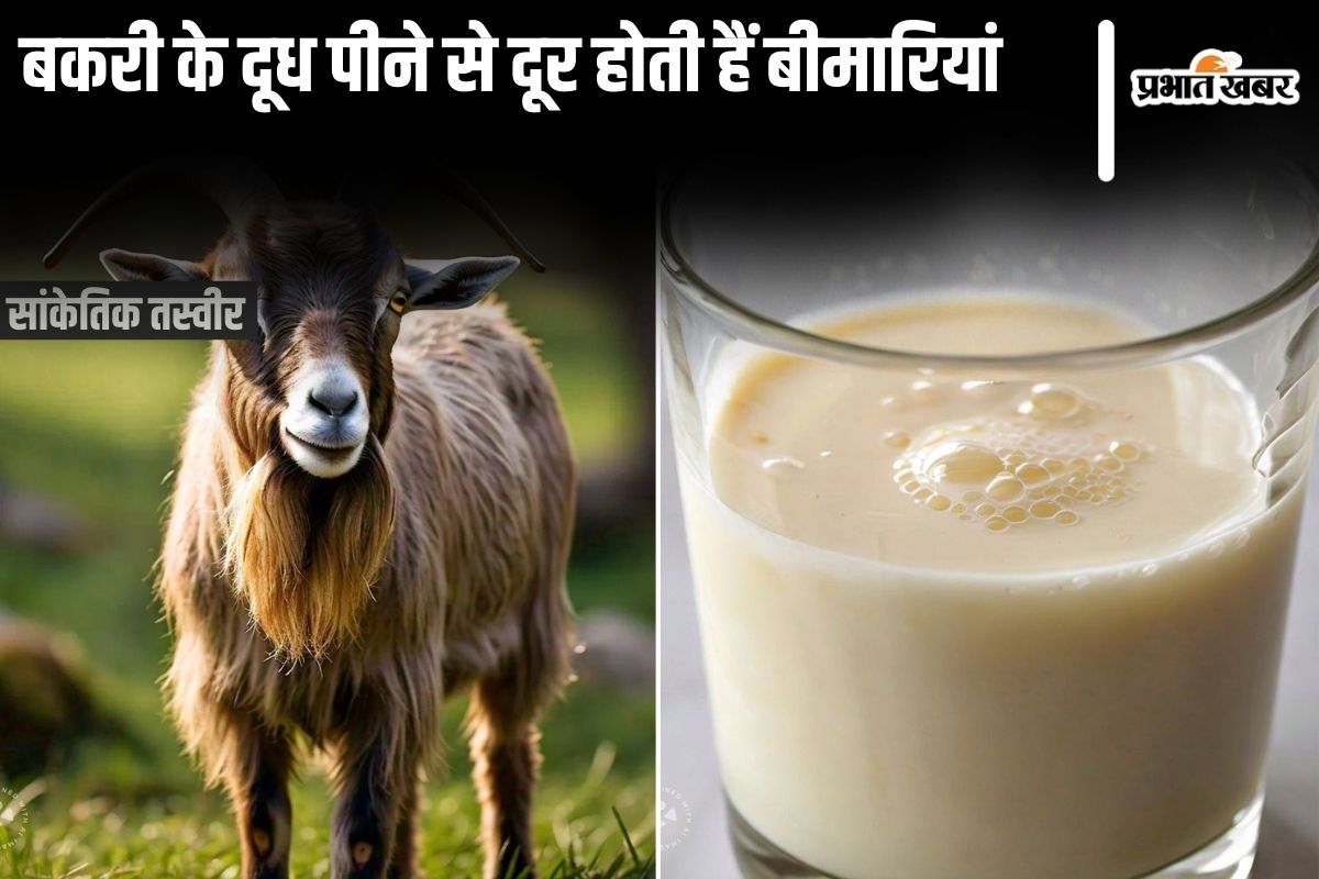 Goat Milk Benefits: बकरी के दूध पीने से दूर होती हैं ये 6 गंभीर बीमारियां