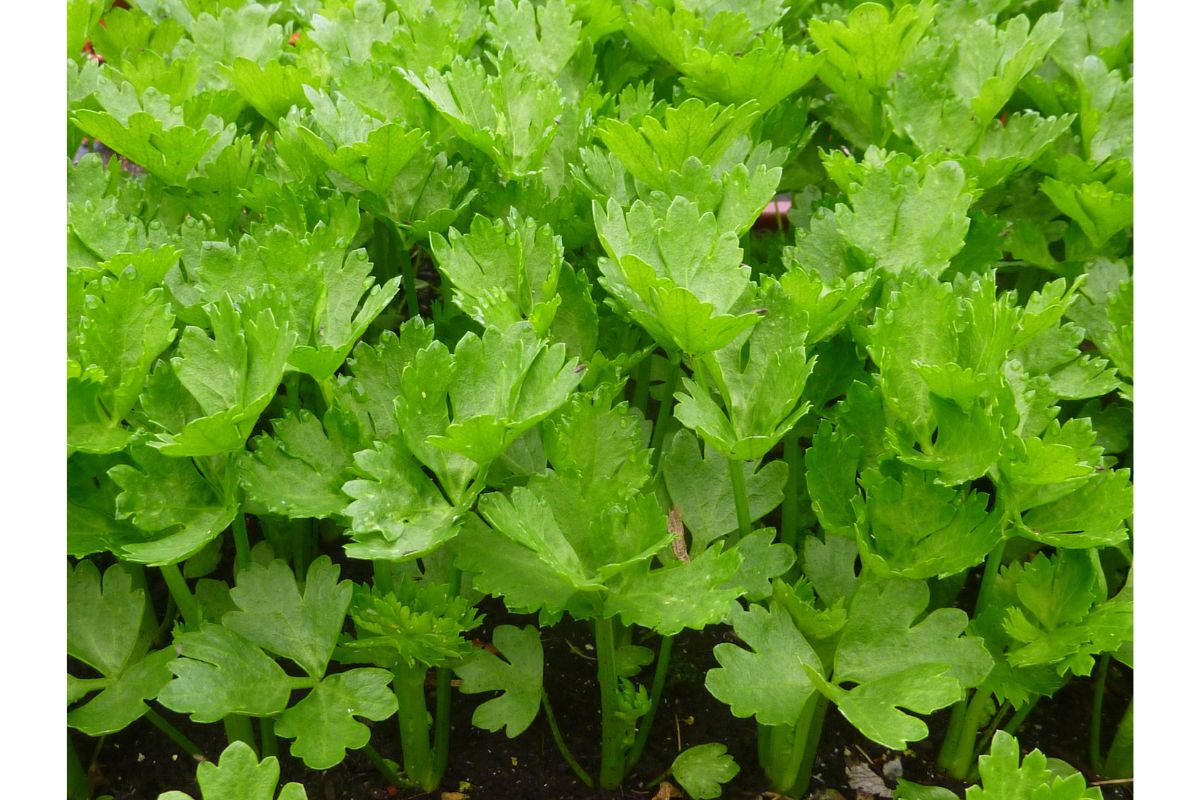 Celery leaves benefits: अजवाइन के पत्ते से मिलते हैं कई स्वास्थ्य लाभ