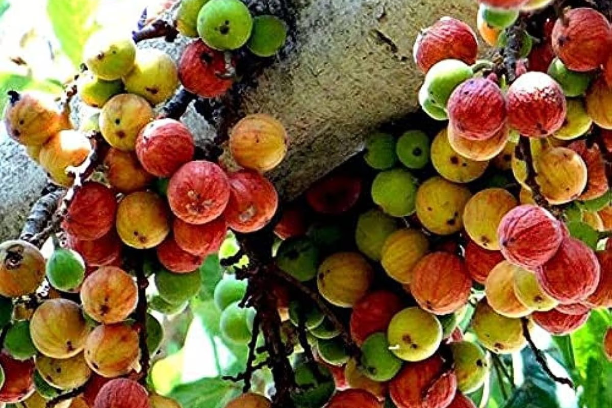 Gular Tree: गुलर का पेड़ घर के पास शुभ या अशुभ?