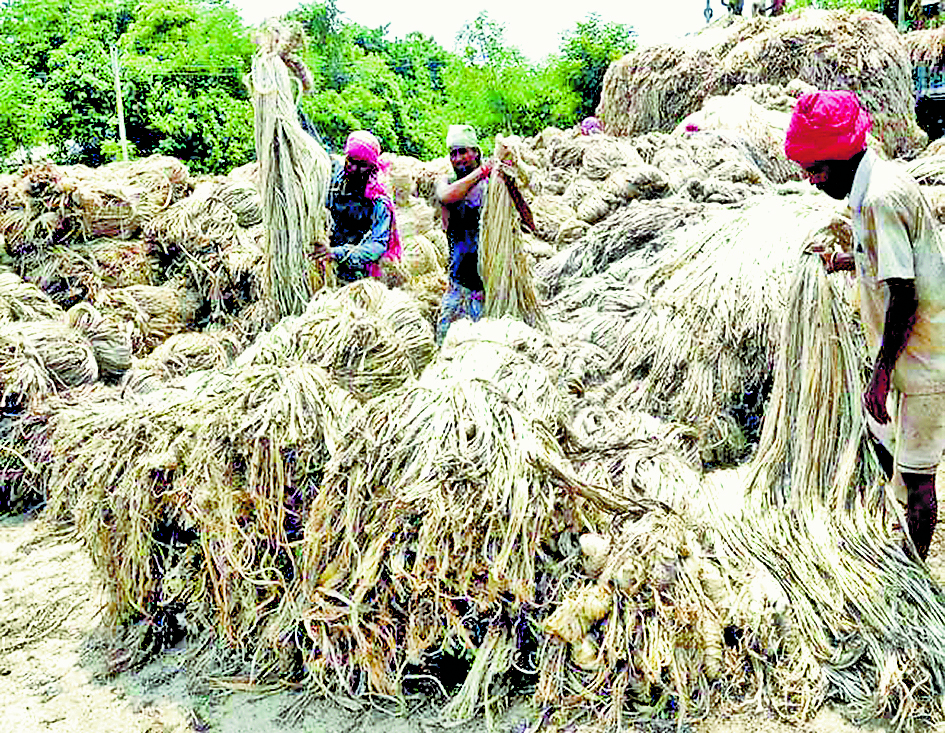 राज्य के जूट उद्योग पर फिर मंडराया संकट