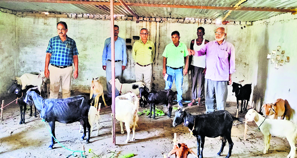 Gopalganj News : बकरीपालन के लिए विभाग देगा आठ लाख रुपये तक की सब्सिडी, शुरू हुआ ऑनलाइन आवेदन
