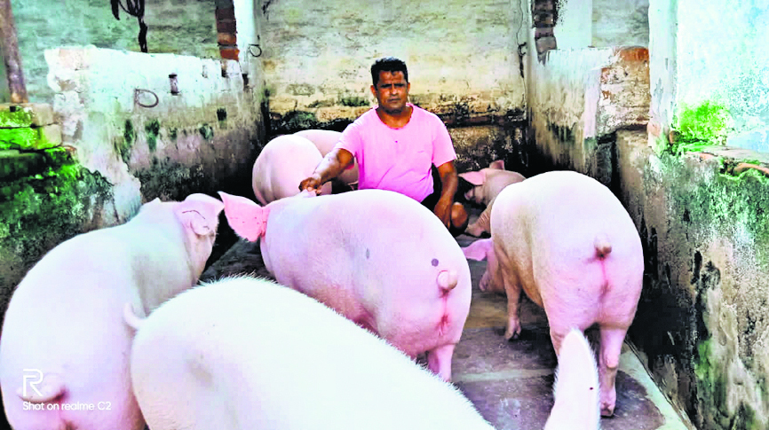मछली के बाद सूअर पालन में कदम बढ़ाने लगा रोहतास