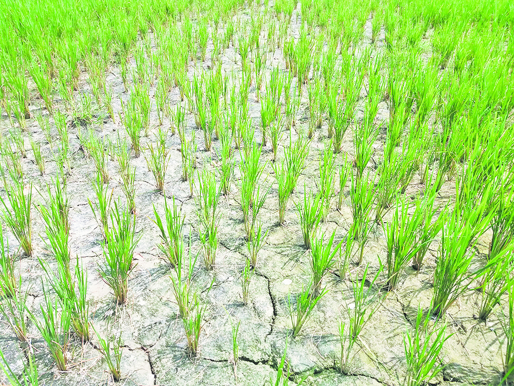 Chhapra News : बारिश नहीं होने से फसलों पर संकट, किसान परेशान