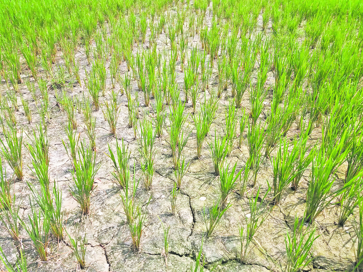 Chhapra News : कहीं बाढ़ तो कहीं सुखाड, खेतों में पड़ रहे दरार