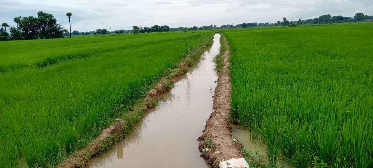 धान फसल पर मुसलाधार अमृत वर्षा, किसानों में उल्लास का वातावरण