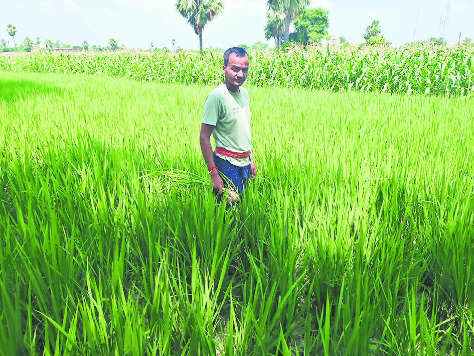 Chhapra News : बादलों की गरज के बीच हल्की बारिश से खिले किसानों के चेहरे, धान को भी मिली संजीवनी
