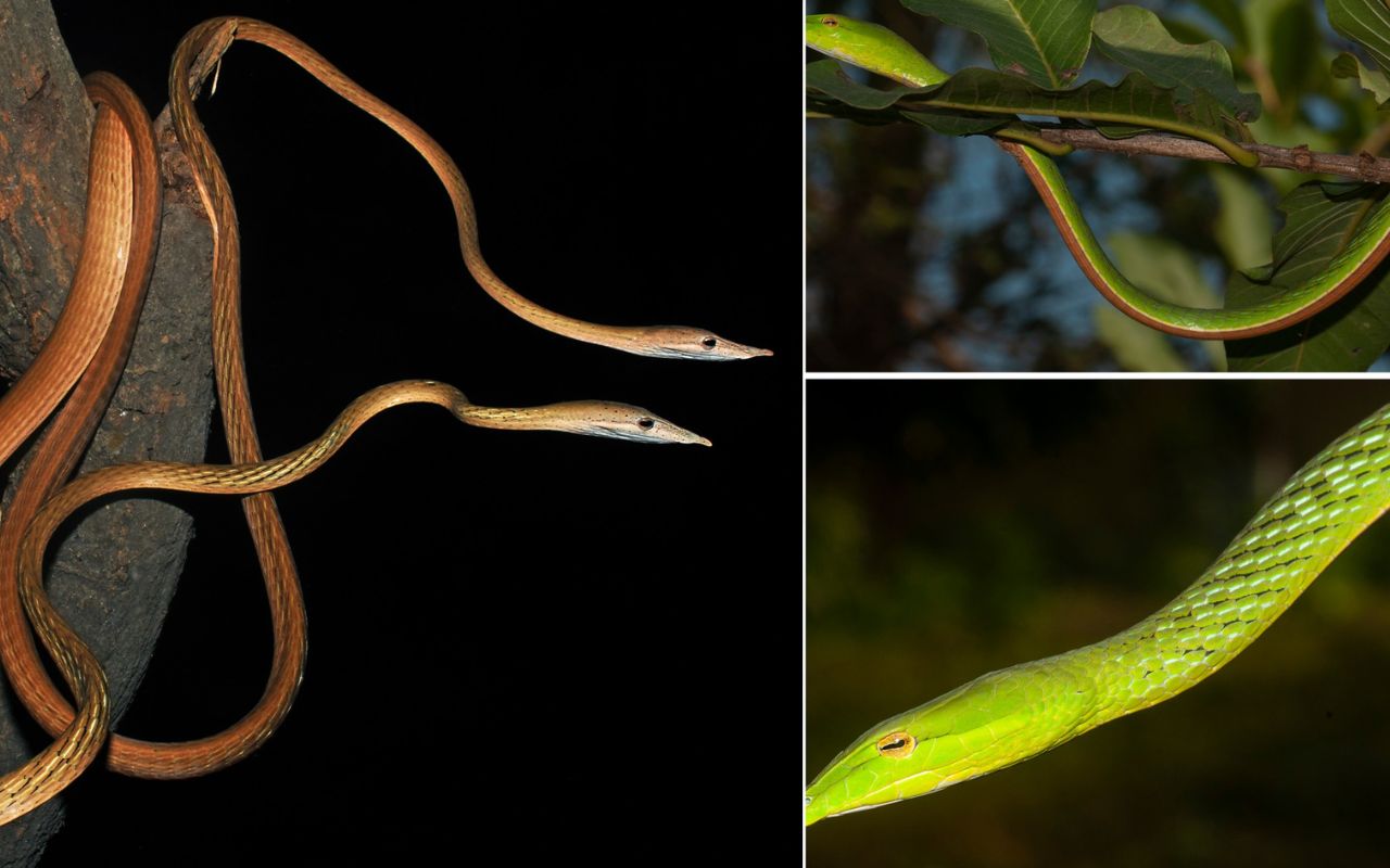 बिहार में मिली लंबी नाक वाले सांपों की दुर्लभ प्रजाति, जानिए Ahaetulla longirostris की खासियत