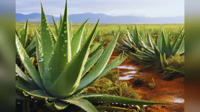 Aloe Vera Side Effects: बारिश में एलोवेरा का उपयोग से हो सकती हैं ये समस्या