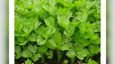 Celery leaves benefits: अजवाइन के पत्ते से मिलते हैं कई स्वास्थ्य लाभ