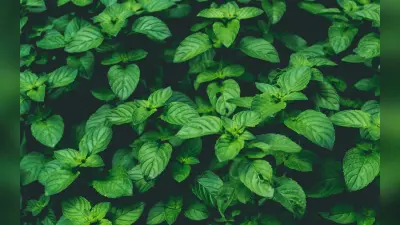 Beauty Tips: अपने चेहरे को खूबसूरत बनने के लिए इस तरह करें तुलसी का इस्तेमाल, जानें क्या है तरीका