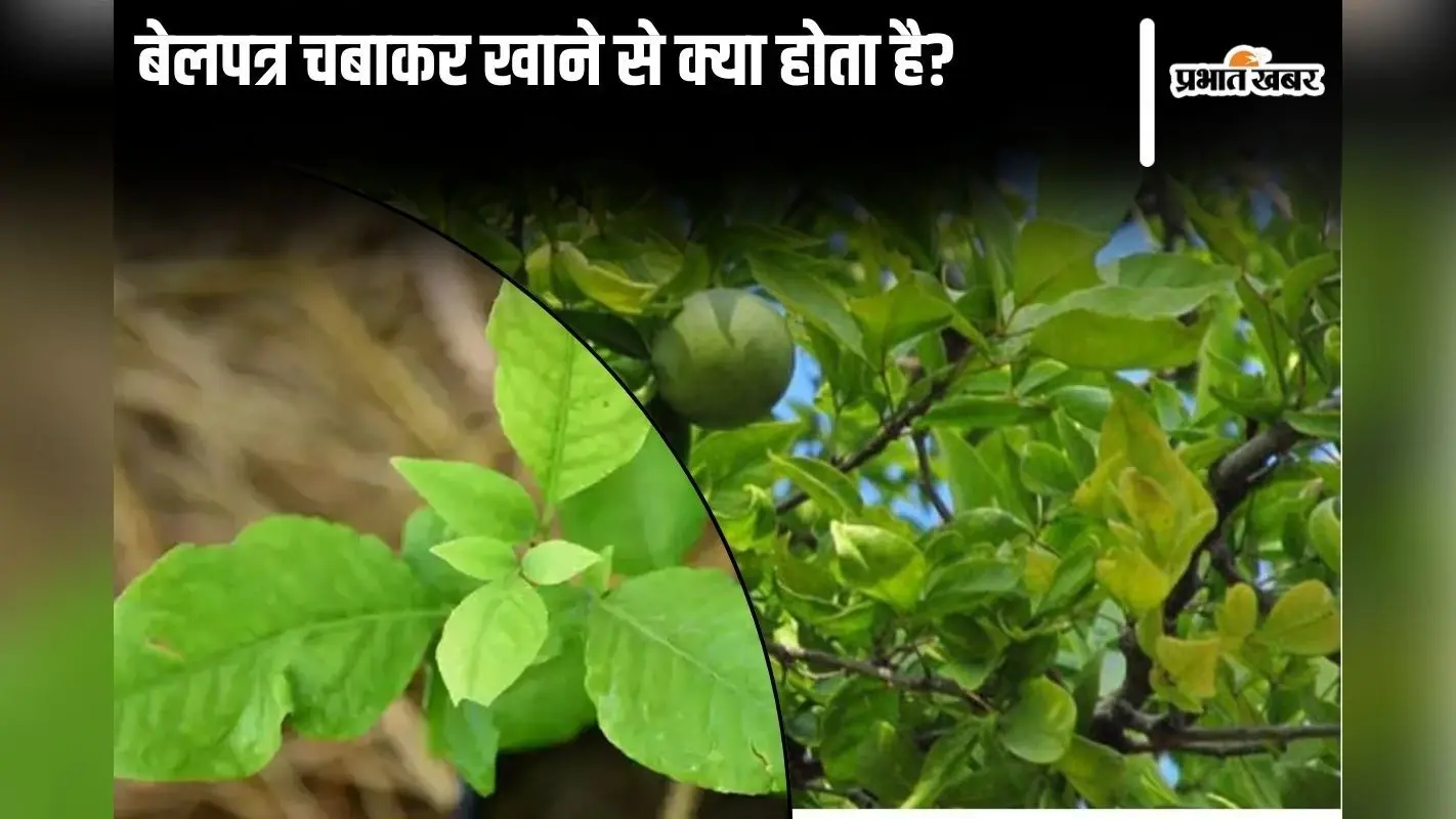Belpatra Benefits: बेलपत्र चबाकर खाने से क्या होता है?