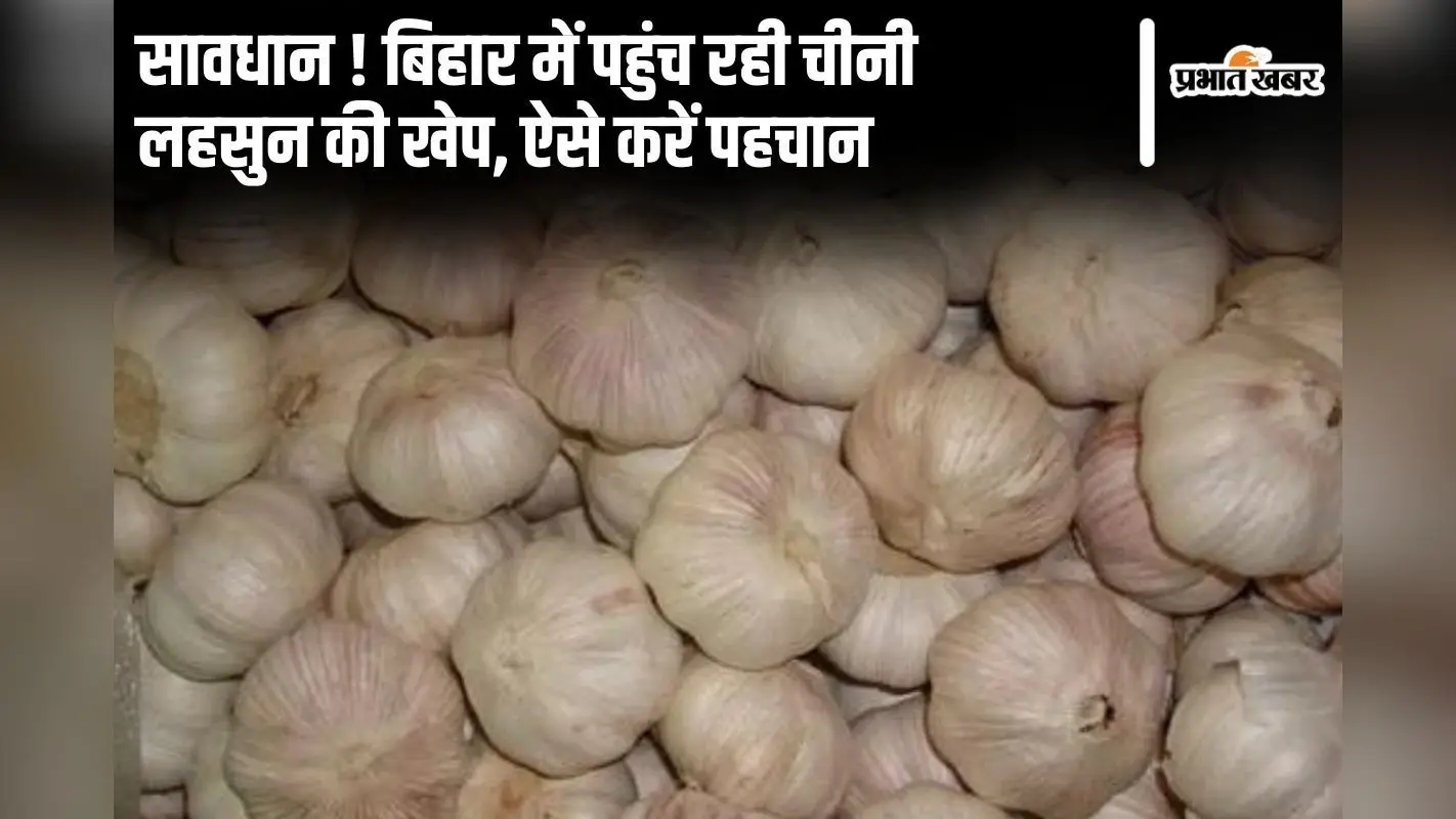 बिहार में पहुंच रही चीनी लहसुन की खेप, खरीदारी में बरतें सावधानी, स्वास्थ्य के लिए है हानिकारक, ऐसे करें पहचान