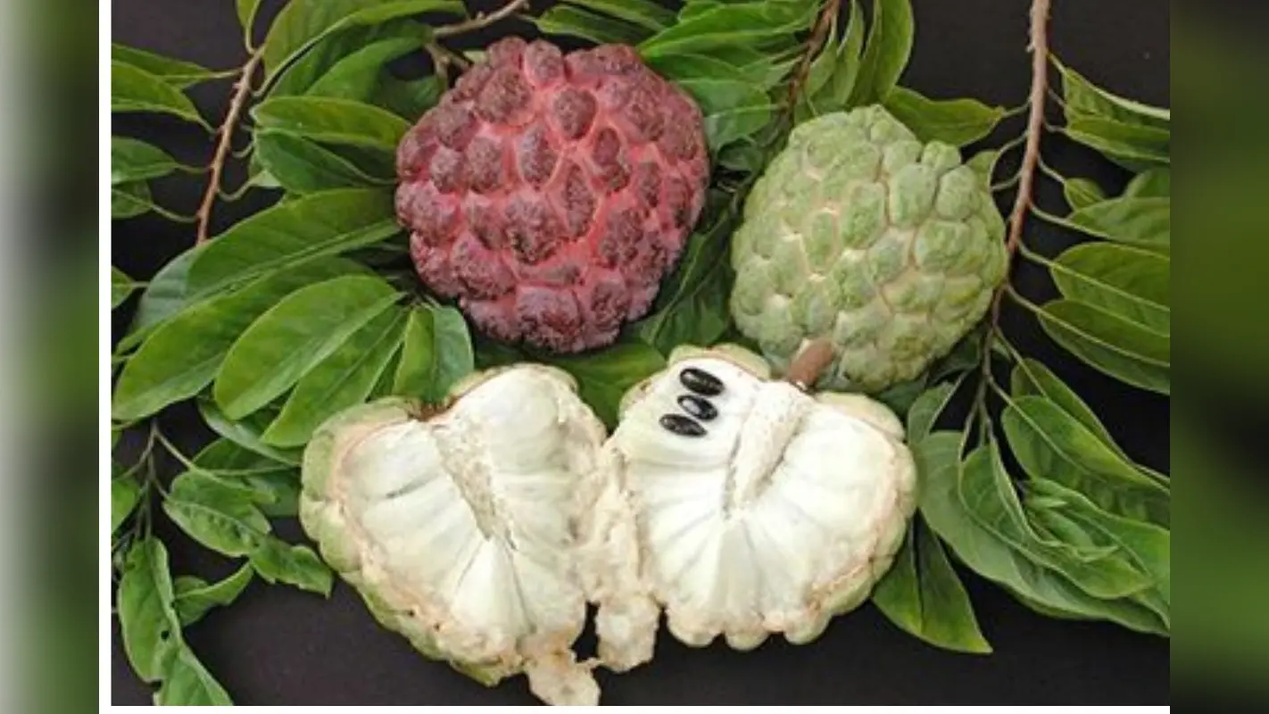 Custard Apple For Healthy Hair: सीताफल से पाएं बालों की खूबसूरती,जानें इसके फायदे और इस्तेमाल का तरीका