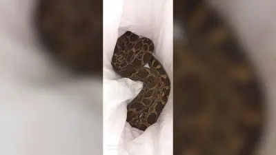 अजगर सांप को पकड़कर युवक ने जंगल में छोड़ा