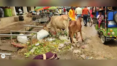 शहर में पसरी है गंदगी, महामारी का बढ़ा खतरा