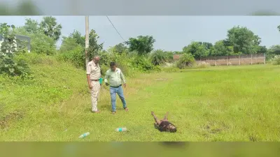 जोरिया के पास मिला अधेड़ का शव, नहीं हुई पहचान
