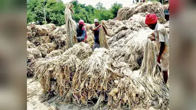 राज्य के जूट उद्योग पर फिर मंडराया संकट