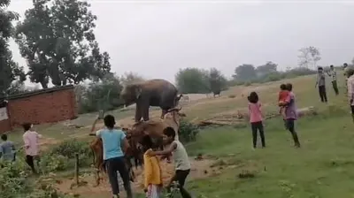 झुंड से बिछड़ा हाथी बर्बाद कर रहा फसल