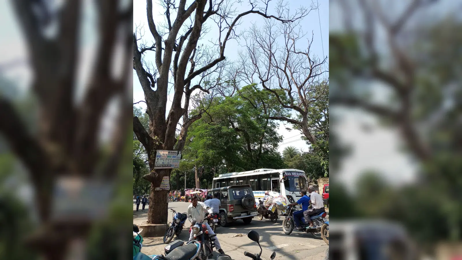 शहर में सड़क किनारे 150 खड़े सूखे पेड़ से जान को खतरा